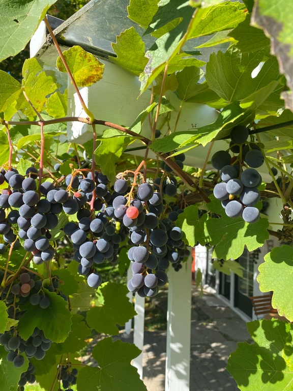 tanaman depan rumah menurut islam