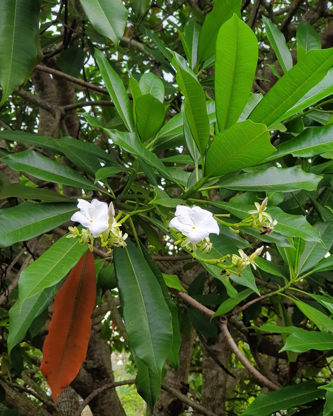 pohon bintaro cepat tumbuh