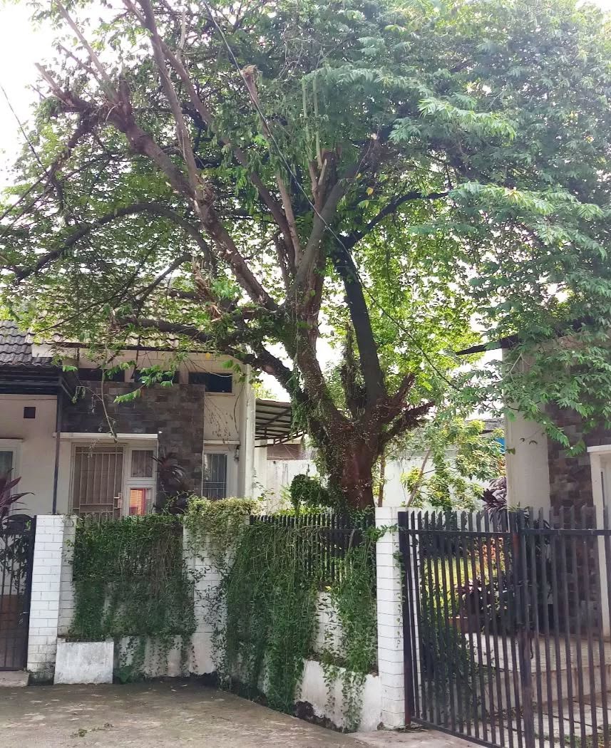 pohon buah yang cepat tumbuh, kersen