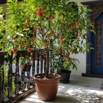 5 Jenis Pohon Buah yang Tidak Tinggi untuk Ditanam di Rumah