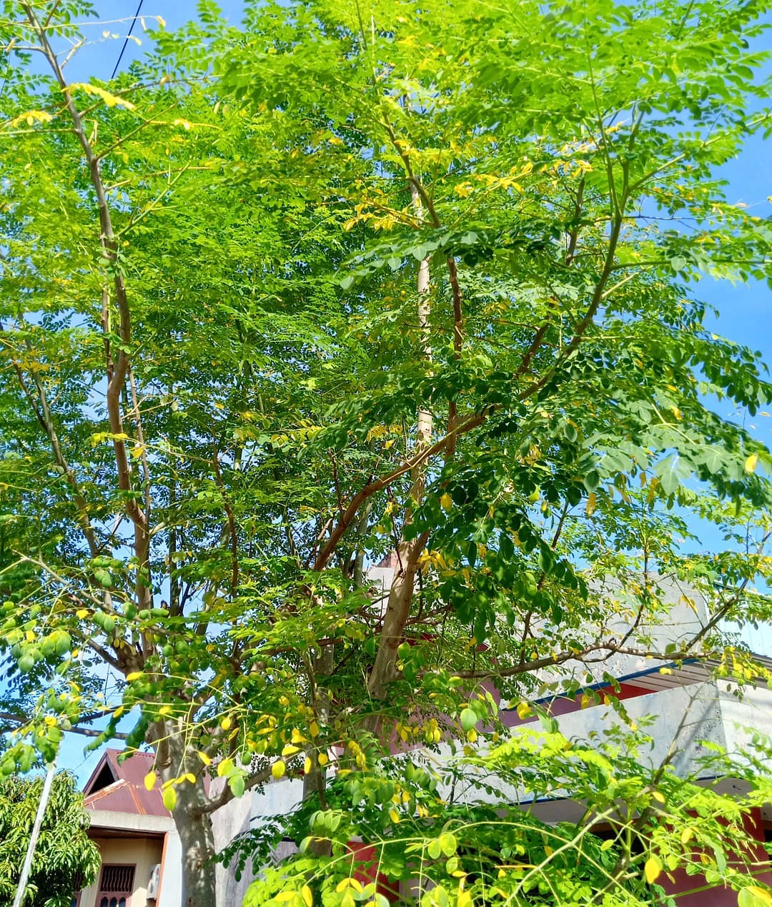 pohon cepat tumbuh yang cocok untuk rumah kecil, kelor