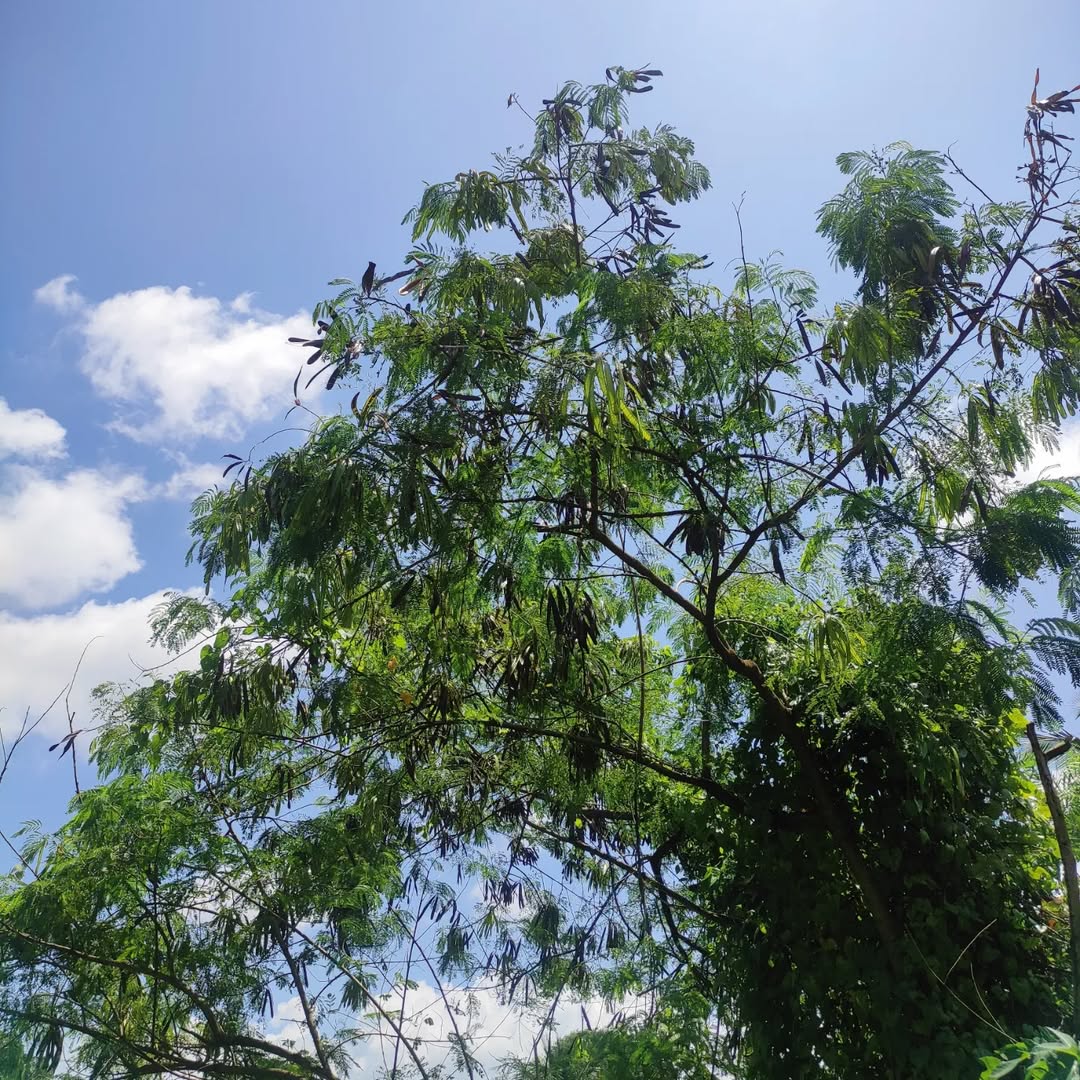 pohon lamtoro gung cepat tumbuh