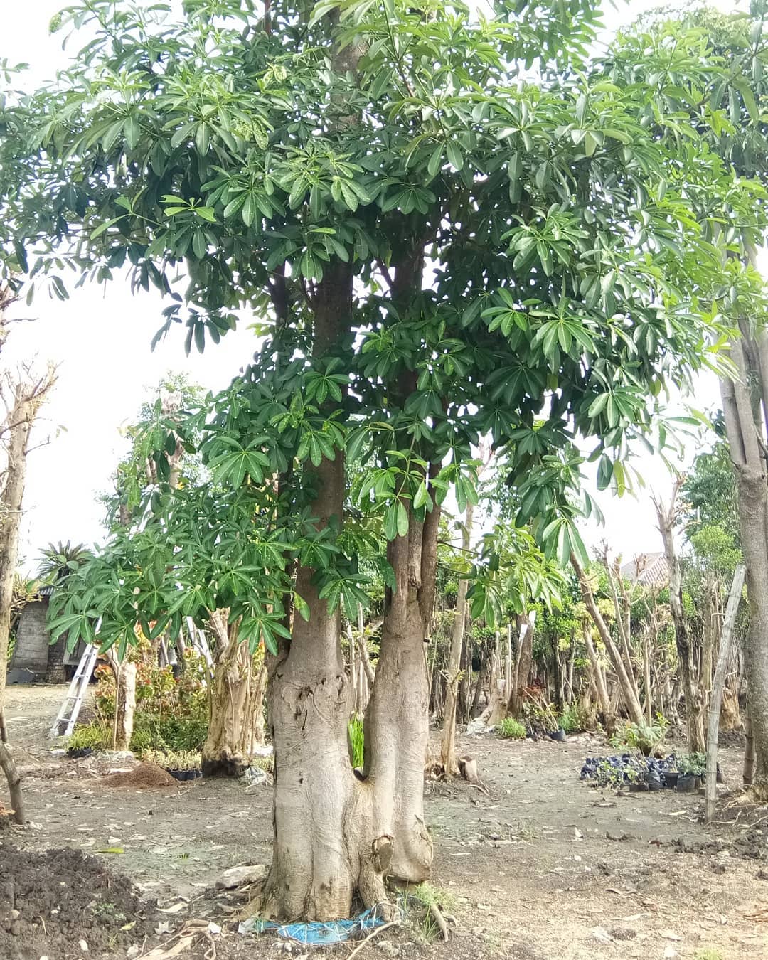 pohon pelindung yang cepat tumbuh, pule