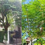7 Pohon yang Cepat Tumbuh untuk Halaman Rumah