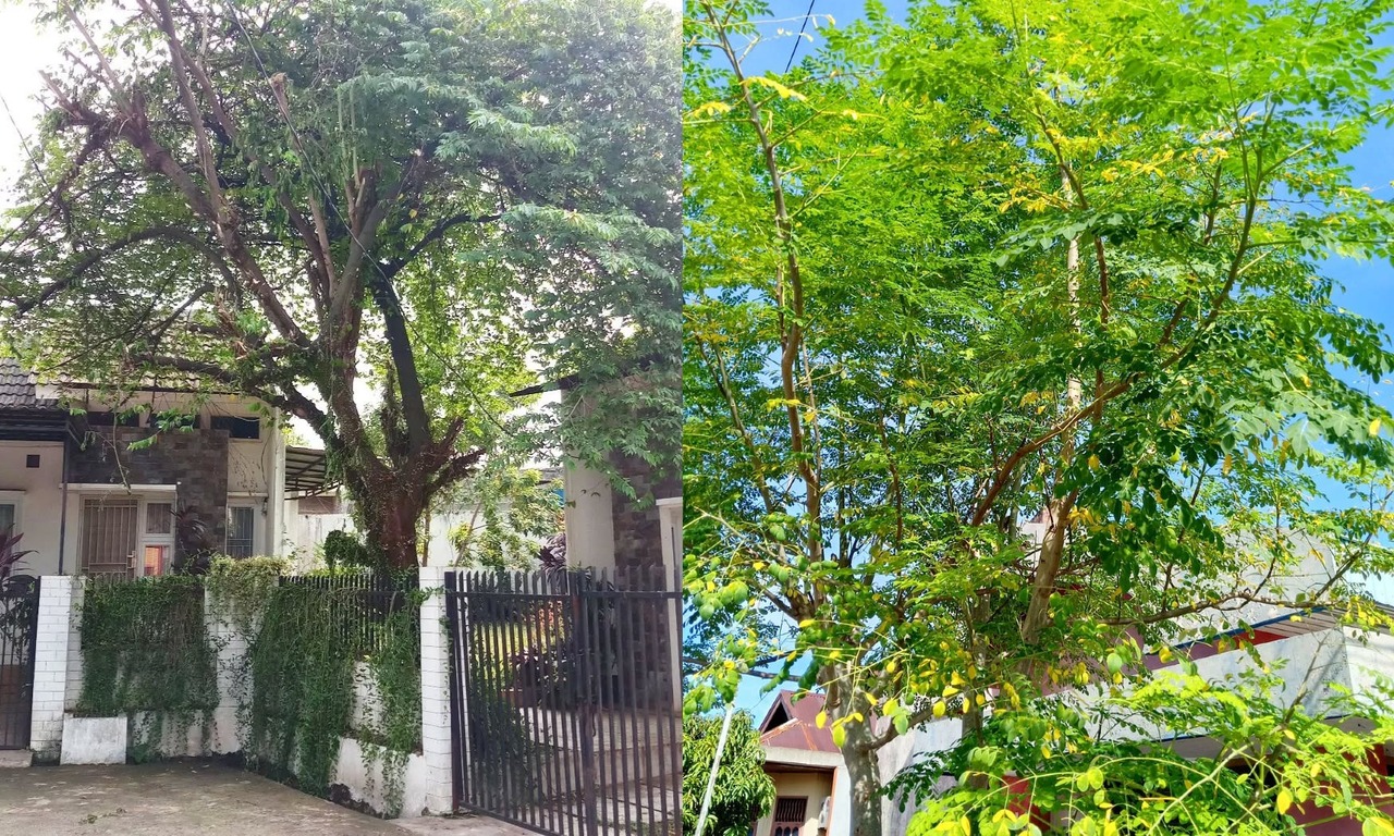 pohon yang cepat tumbuh