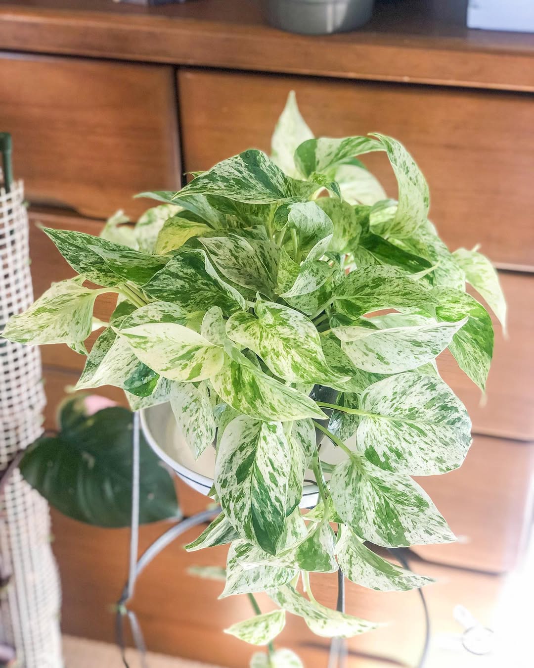 pothos marble queen murah tapi bagus pothos marble queen murah tapi bagus