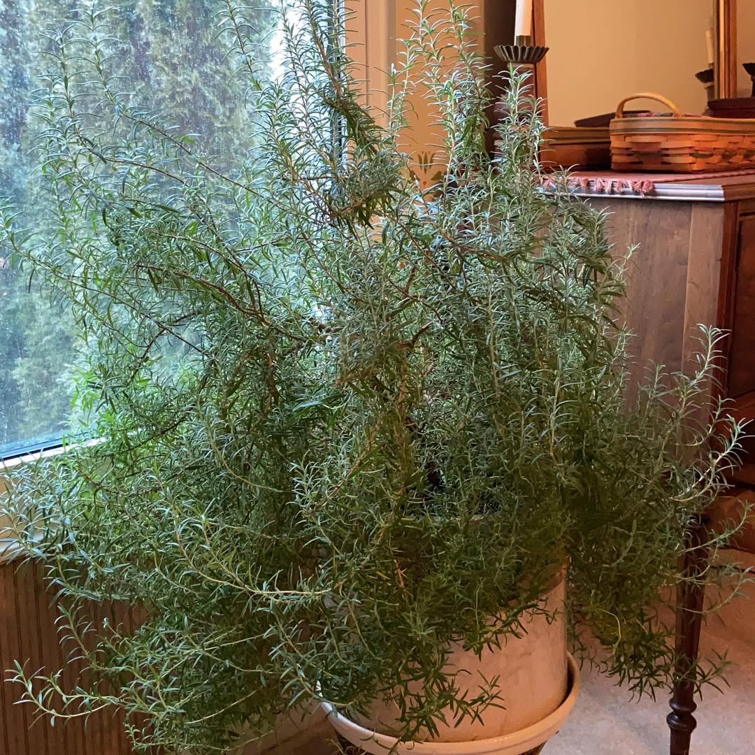 rosemary indoor pengusir nyamuk