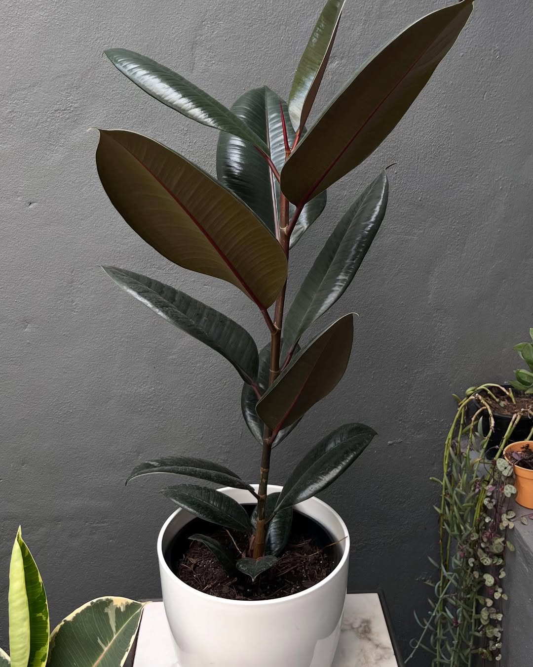 rubber plant untuk teras rumah