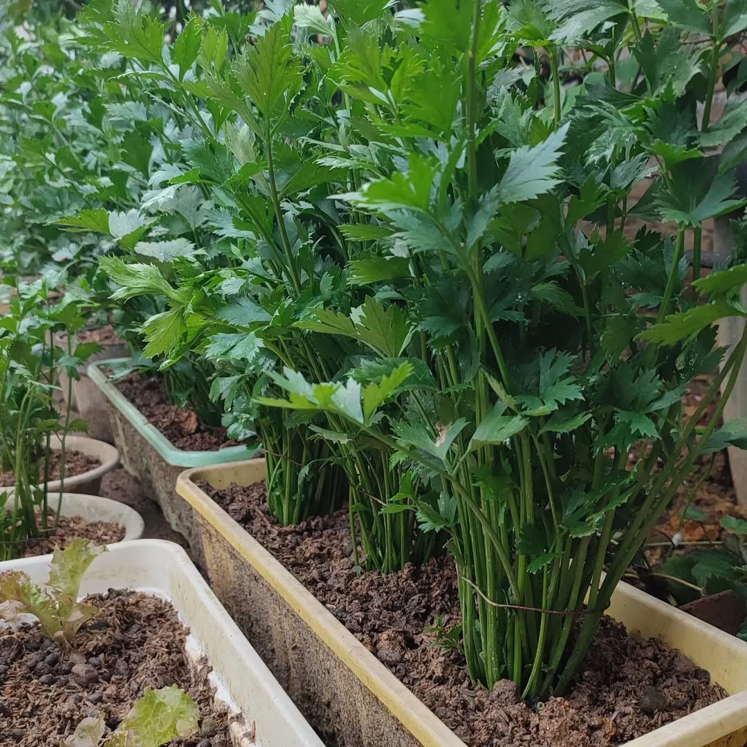 seledri menguntungkan di lahan sempit