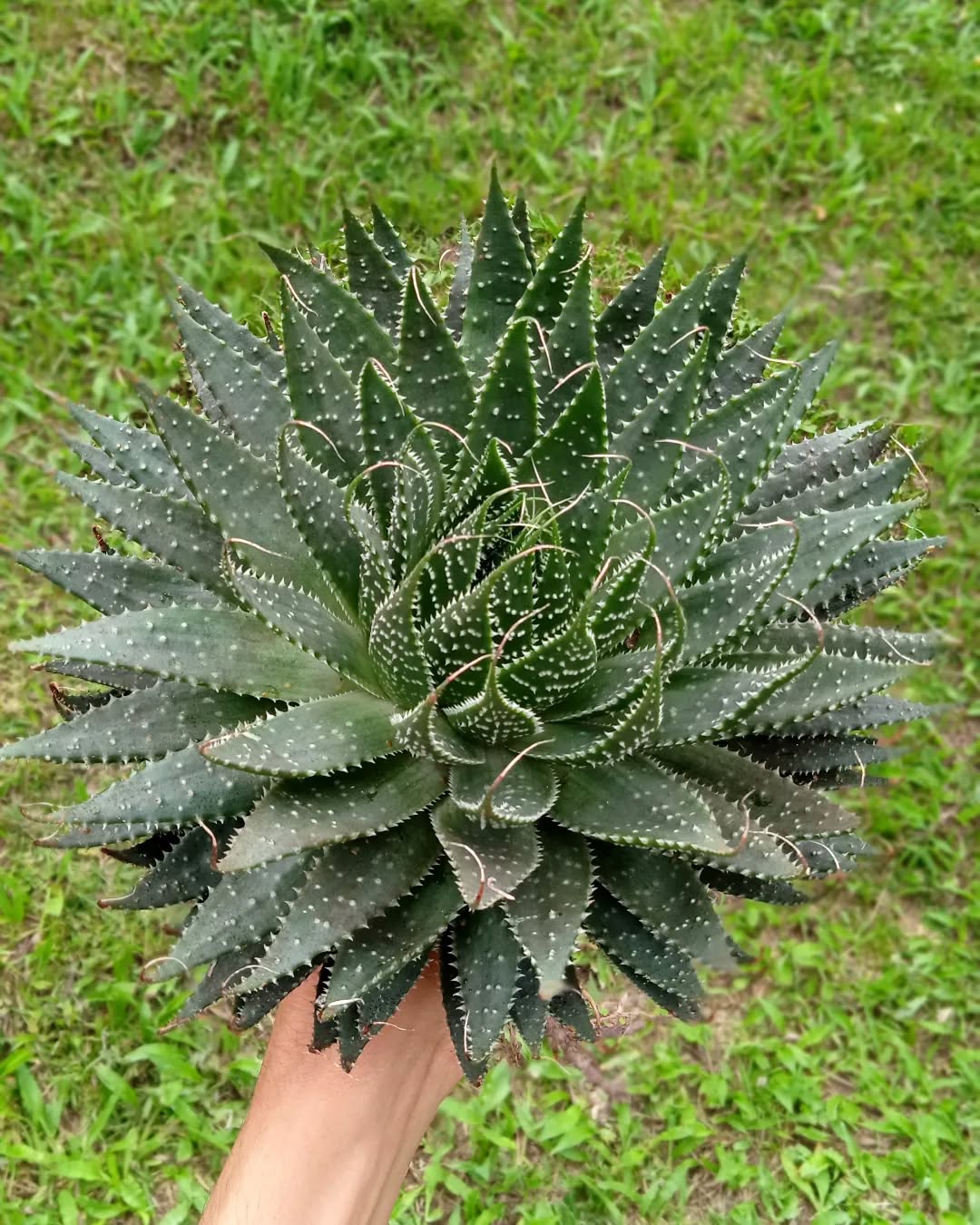 sukulen aristaloe aristata