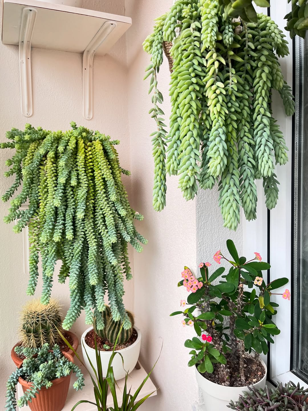 sukulen ekor keledai