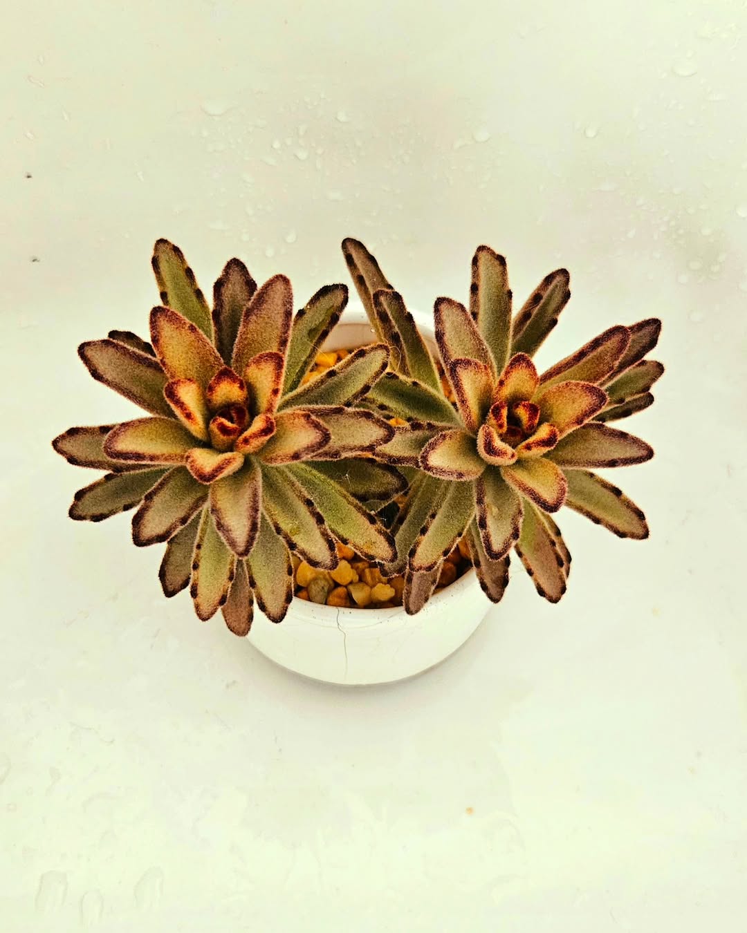 sukulen kaktus panda