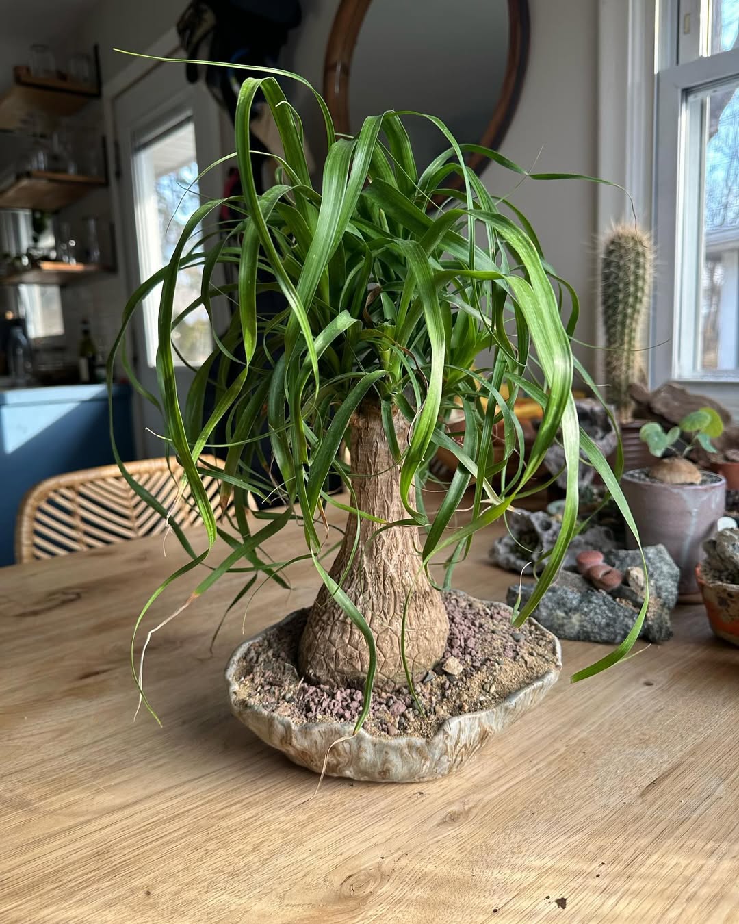 sukulen ponytail palm