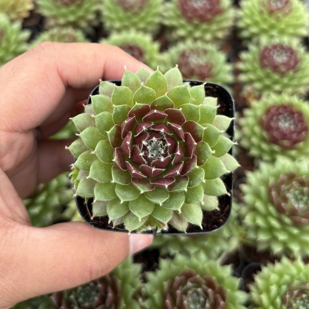 sukulen sempervivum