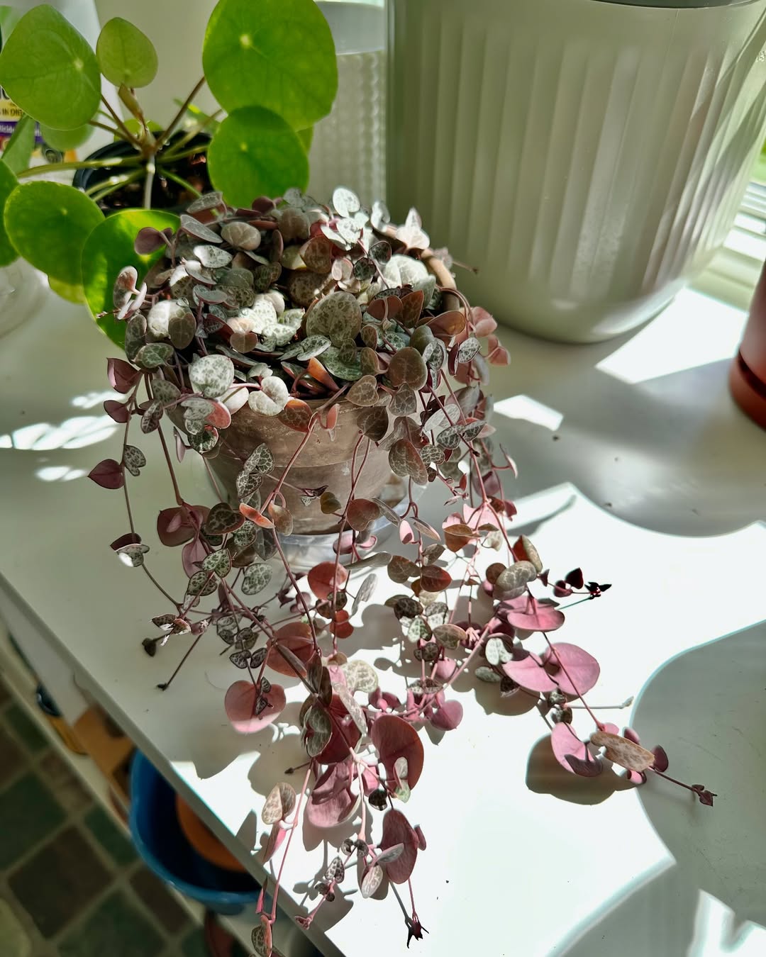 sukulen string of hearts