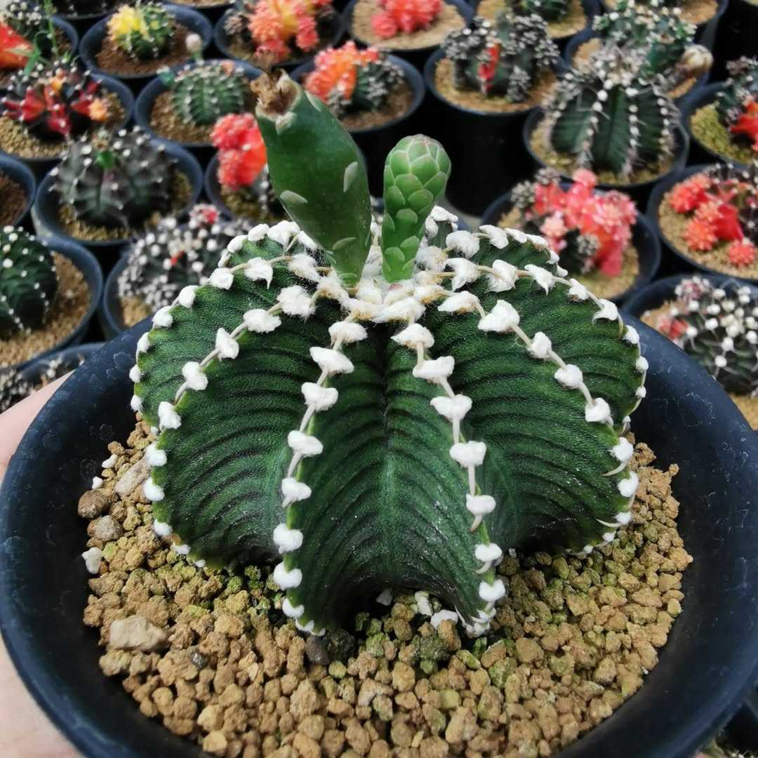 tahan panas tanaman hias murah tapi bagus, kaktus tahan panas tanaman hias murah tapi bagus, kaktus