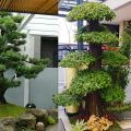 5 Inspirasi Taman Bonsai Depan Rumah yang Aesthetic