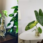 7 Inspirasi Tanaman Hias Air Meja di Rumah yang Cocok sebagai Dekorasi