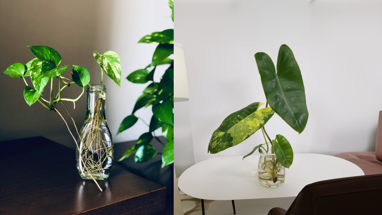 bentuk rumah leter l di kampung