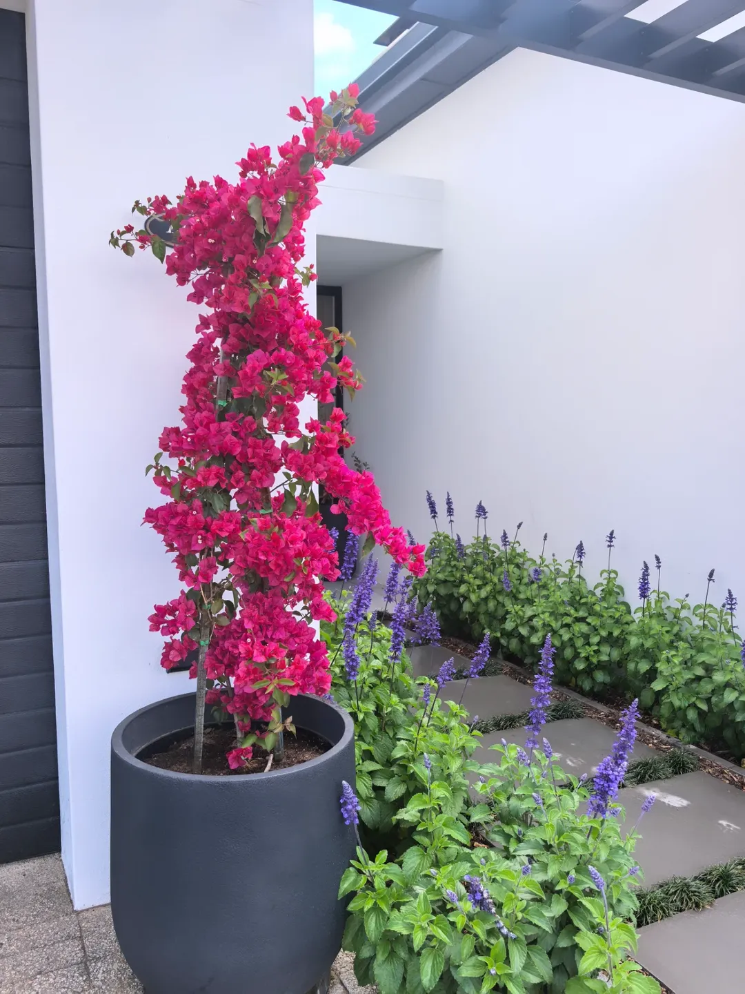 tanaman besar untuk teras rumah, bougainvillea