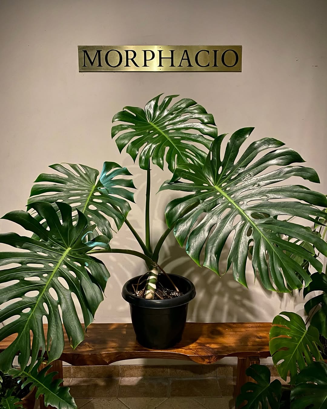 tanaman besar untuk teras rumah, monstera deliciosa