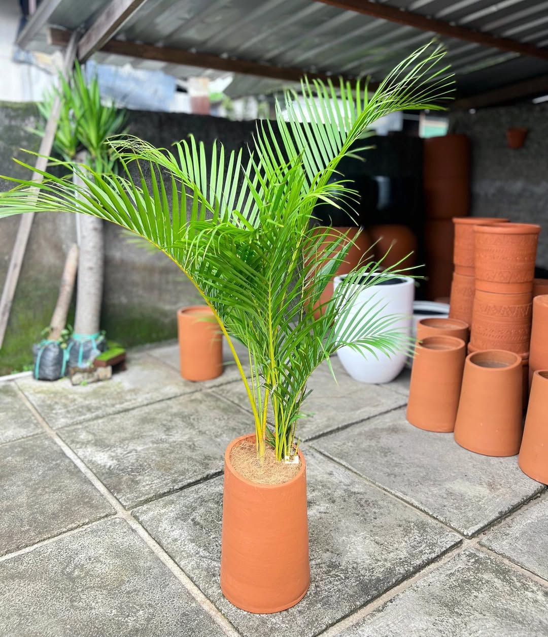 tanaman besar untuk teras rumah, palem kuning