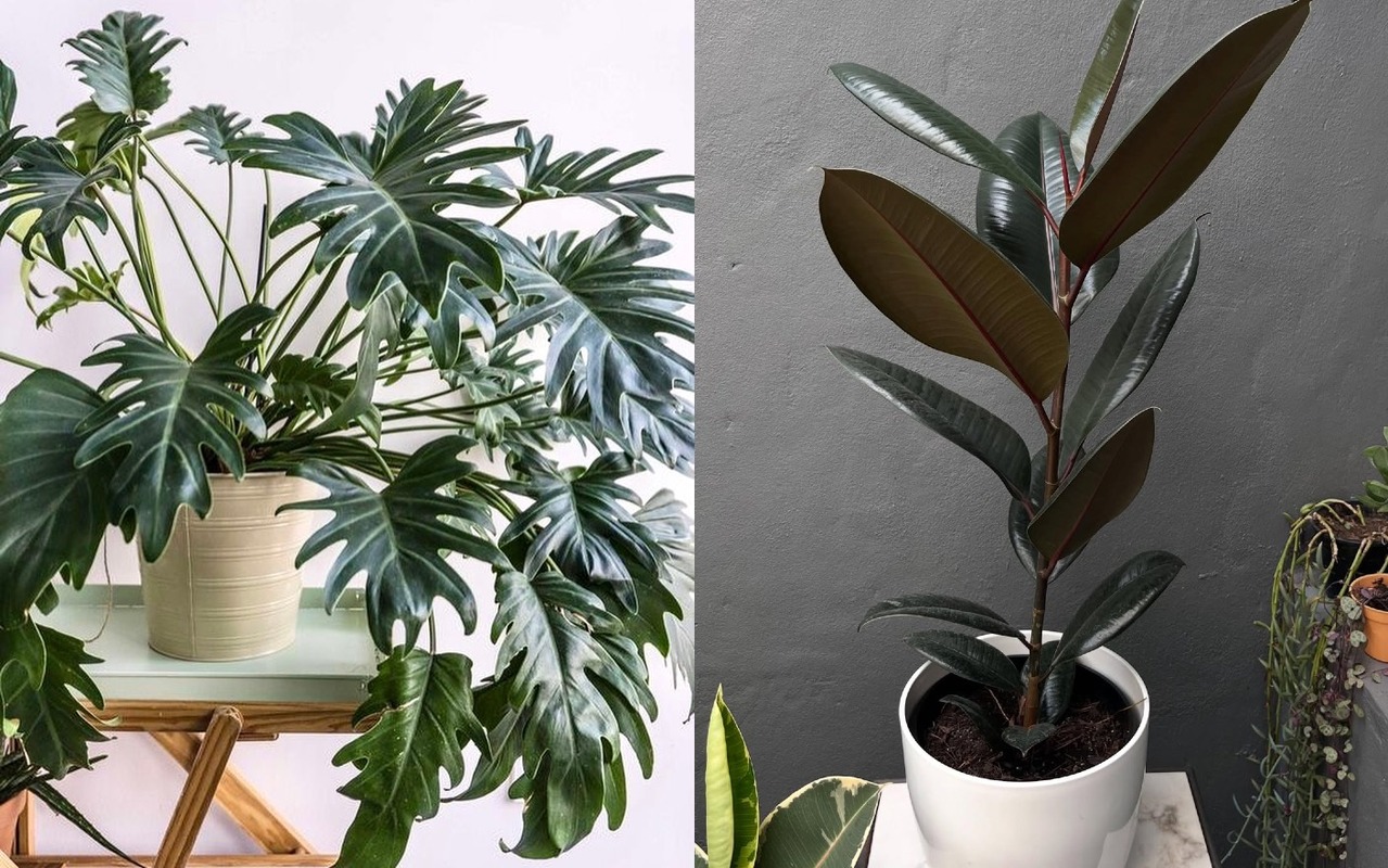 tanaman besar untuk teras rumah