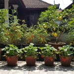 5 Tanaman Buah dalam Pot yang Mudah Ditanam dan Cepat Berbuah