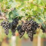 5 Jenis Tanaman Buah Merambat untuk Kanopi, Dinding, atau Taman Rumah