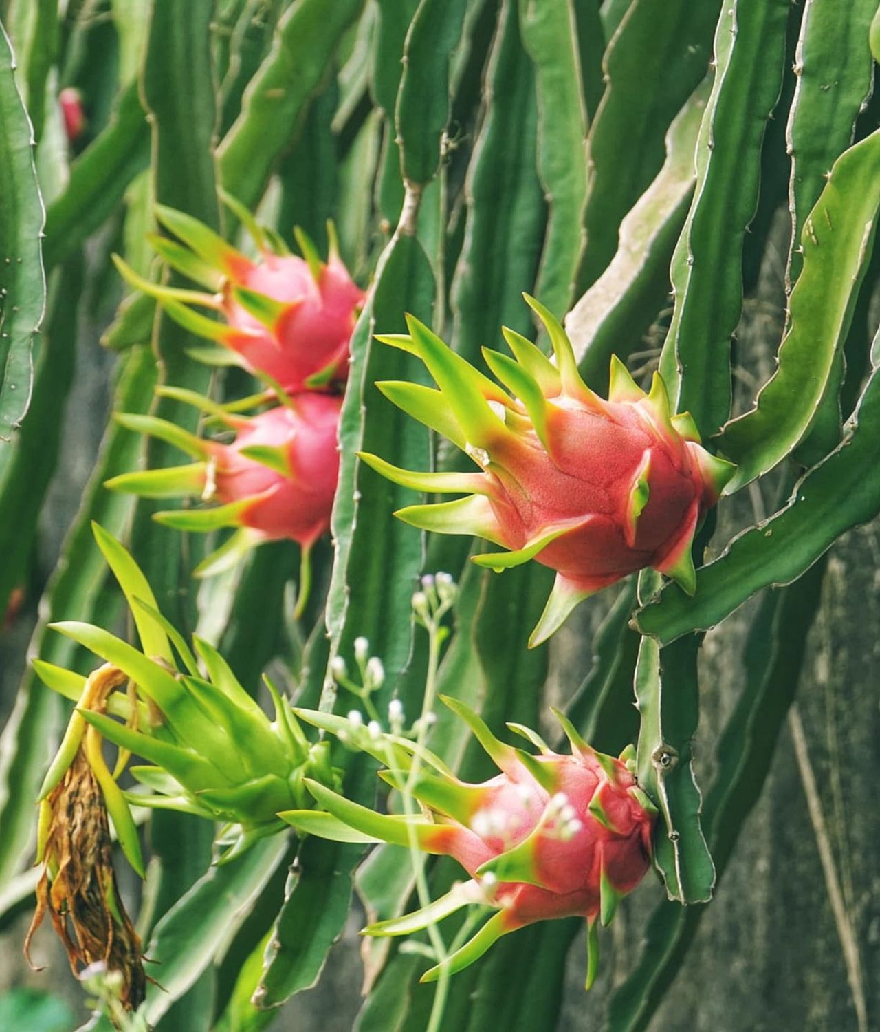 tanaman buah merambat buah naga