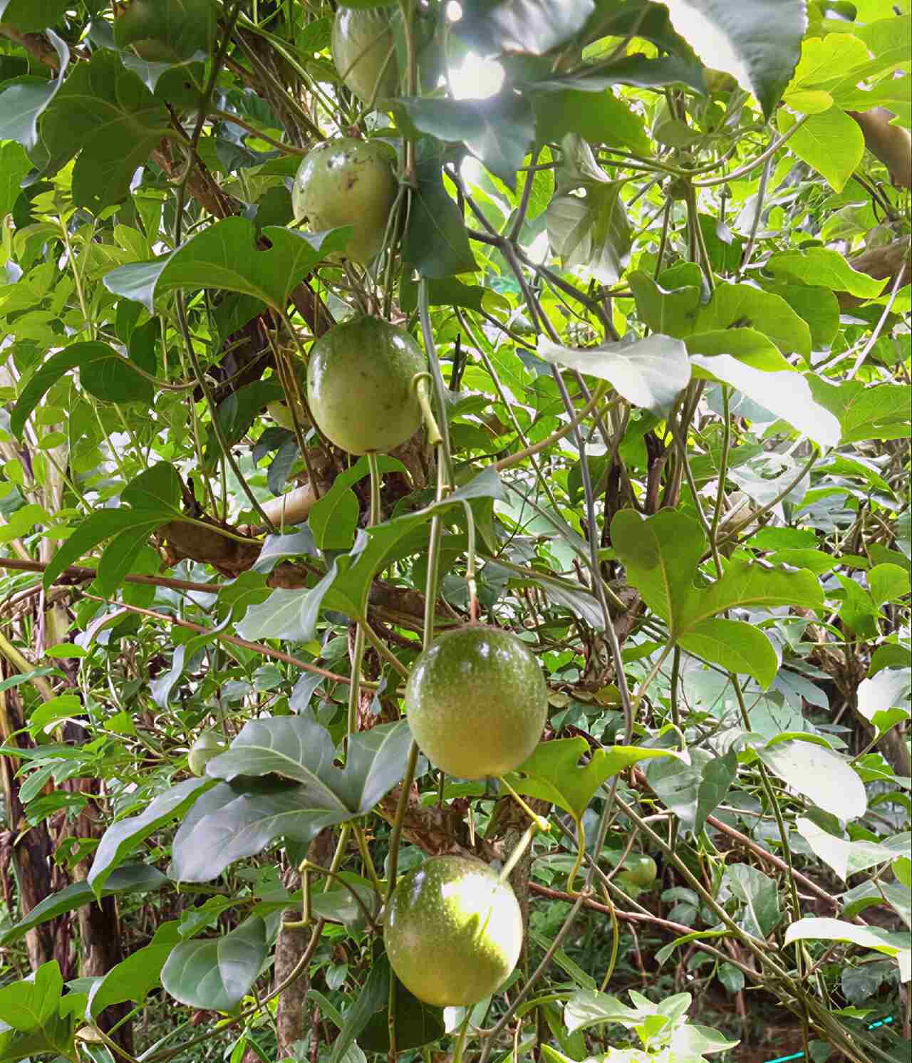 tanaman buah merambat untuk pagar markisa