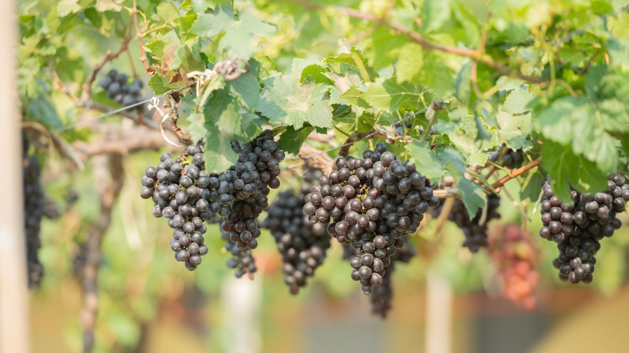 tanaman buah merambat