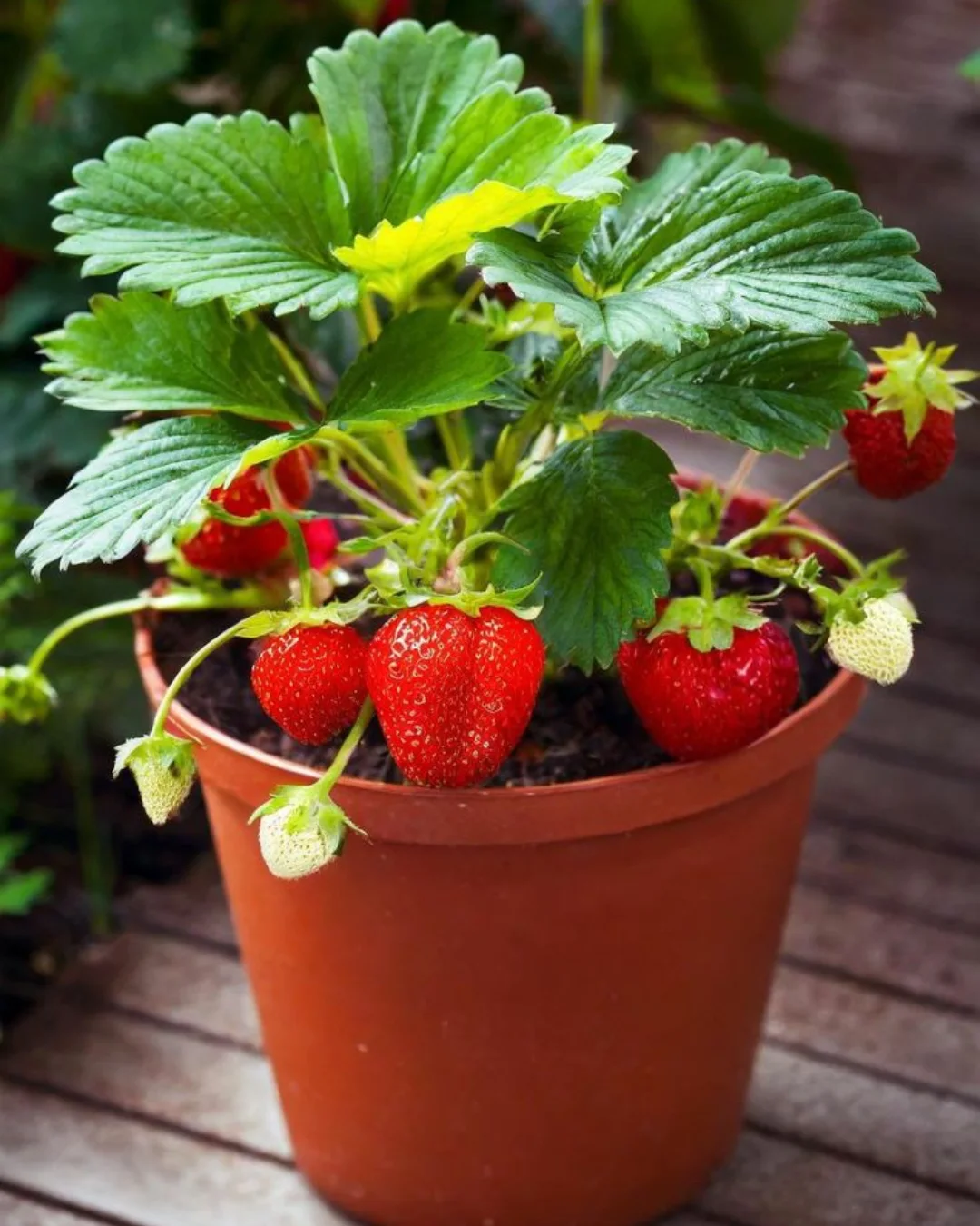 tanaman buah yang menguntungkan di lahan sempit, stroberi