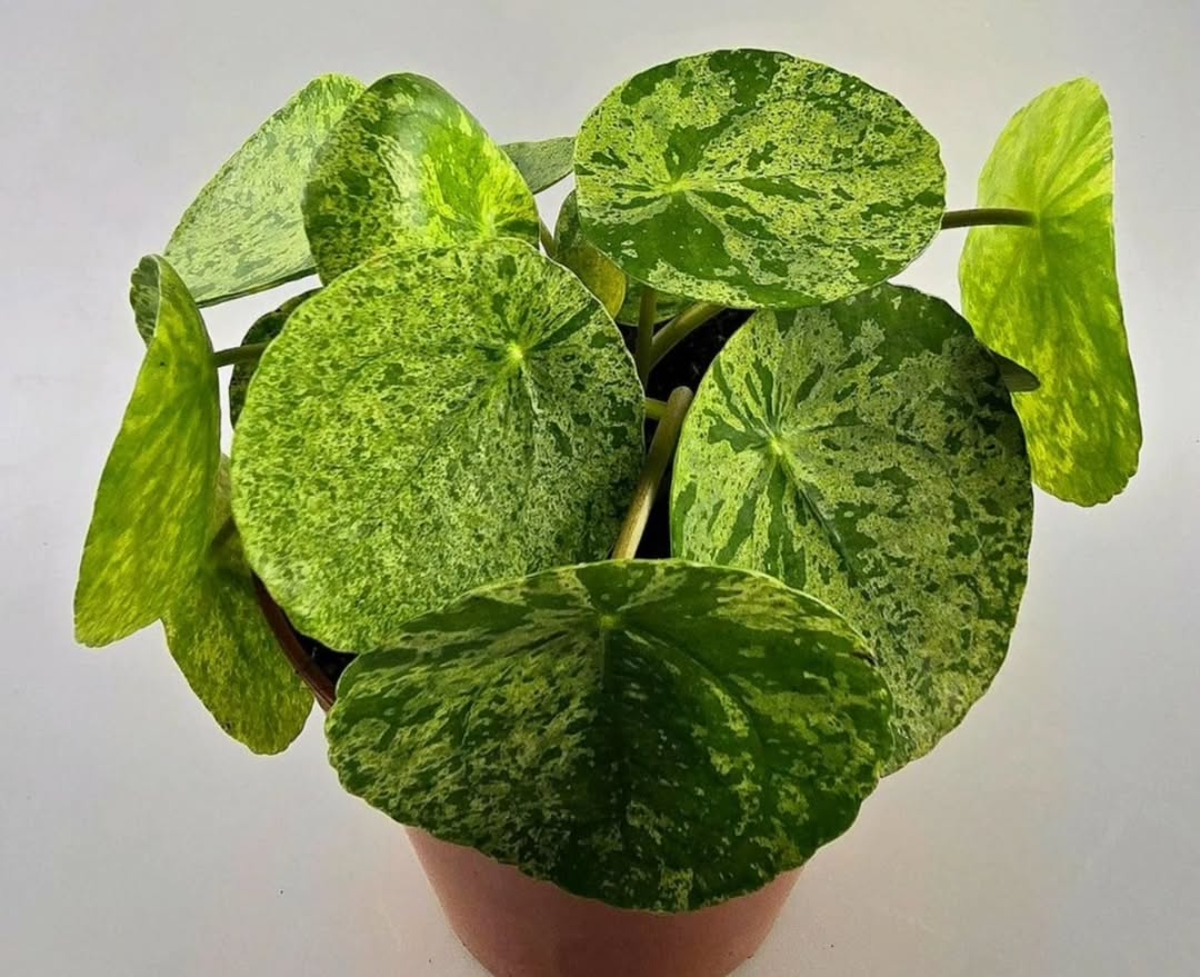 tanaman daun hias lebar dan tebal, pilea peperomioides tanaman daun hias lebar dan tebal, pilea peperomioides