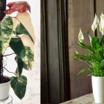 8 Jenis Tanaman di Dalam Ruangan Tanpa Sinar Matahari yang Cocok sebagai Dekorasi Rumah