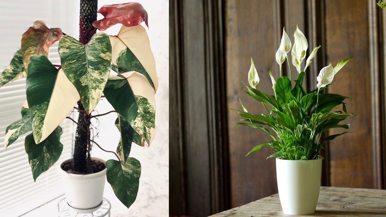 8 Jenis Tanaman di Dalam Ruangan Tanpa Sinar Matahari yang Cocok sebagai Dekorasi Rumah