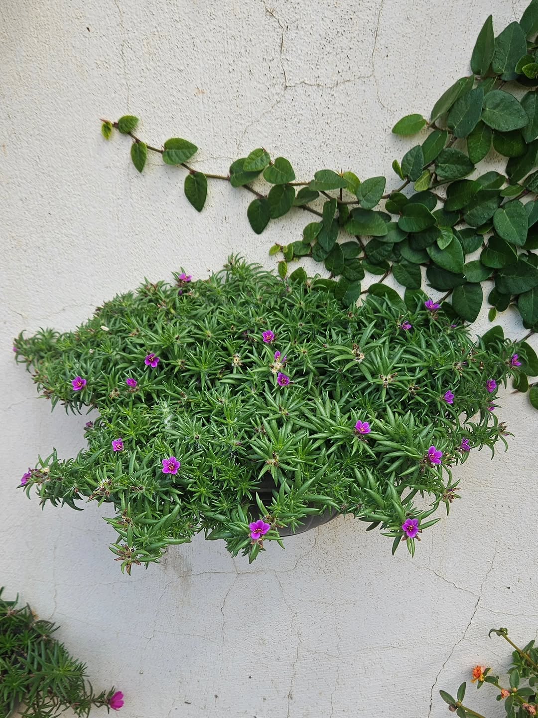 tanaman hias berbunga kecil, mini portulaca