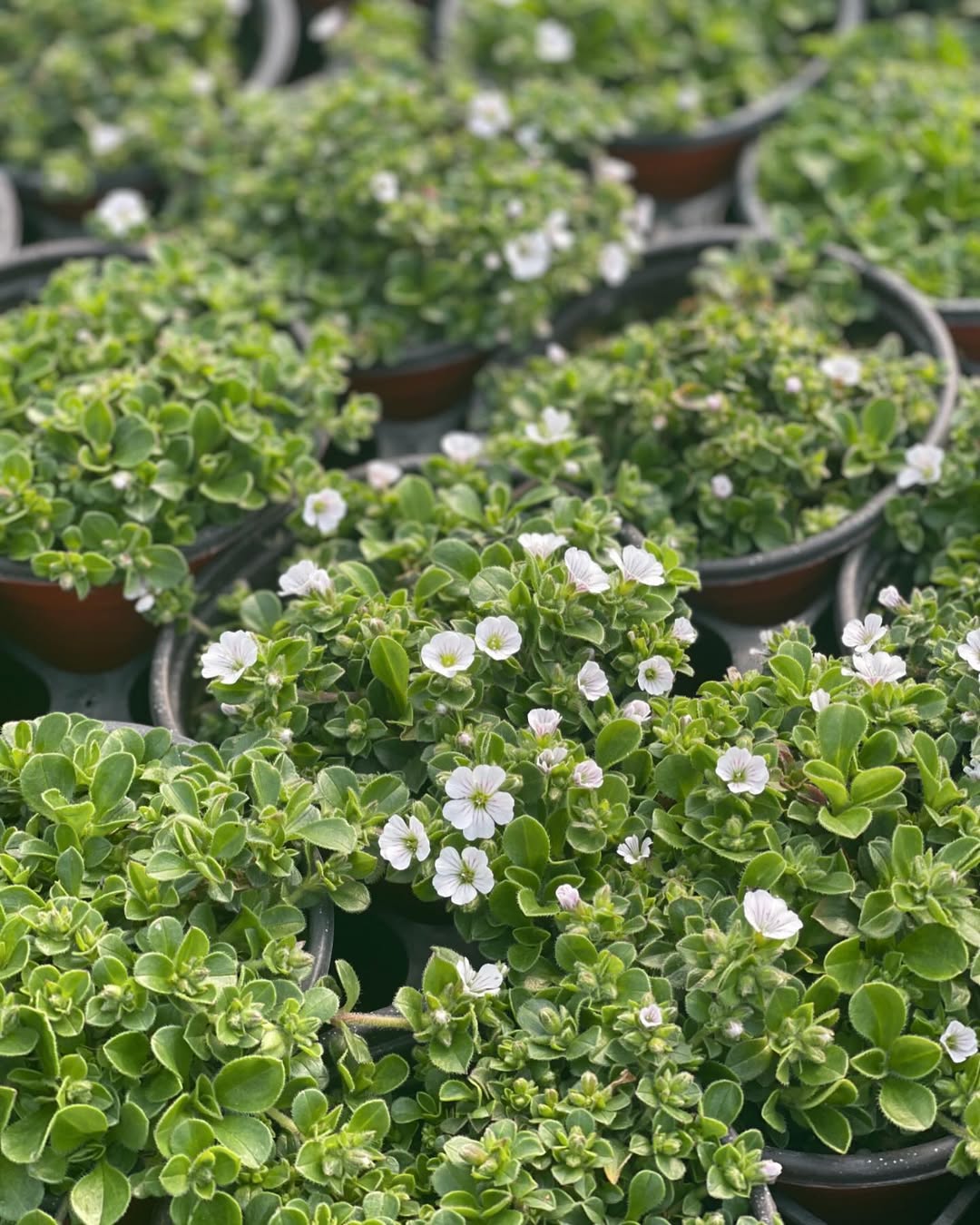 tanaman hias berbunga putih kecil, baby's breath