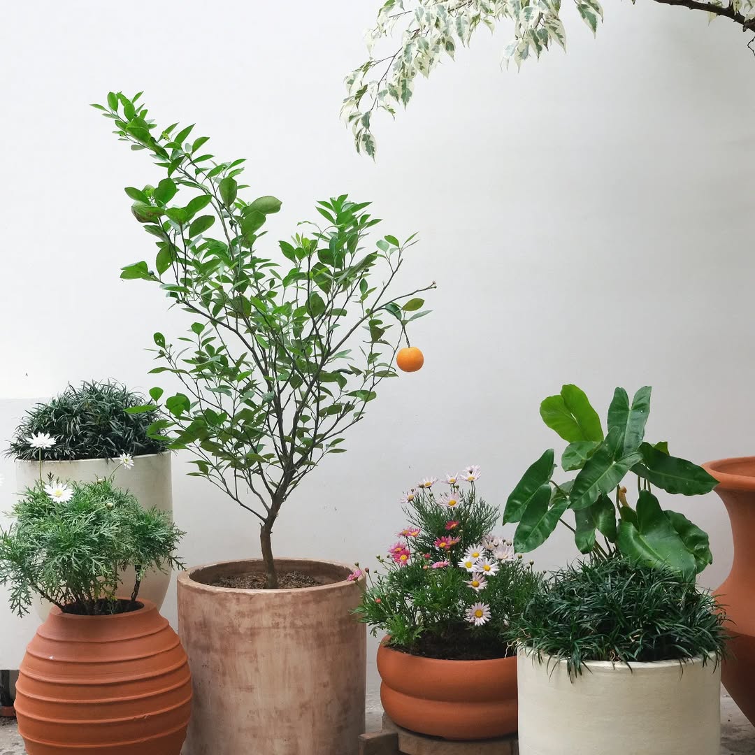 tanaman hias buah, jeruk calamondin