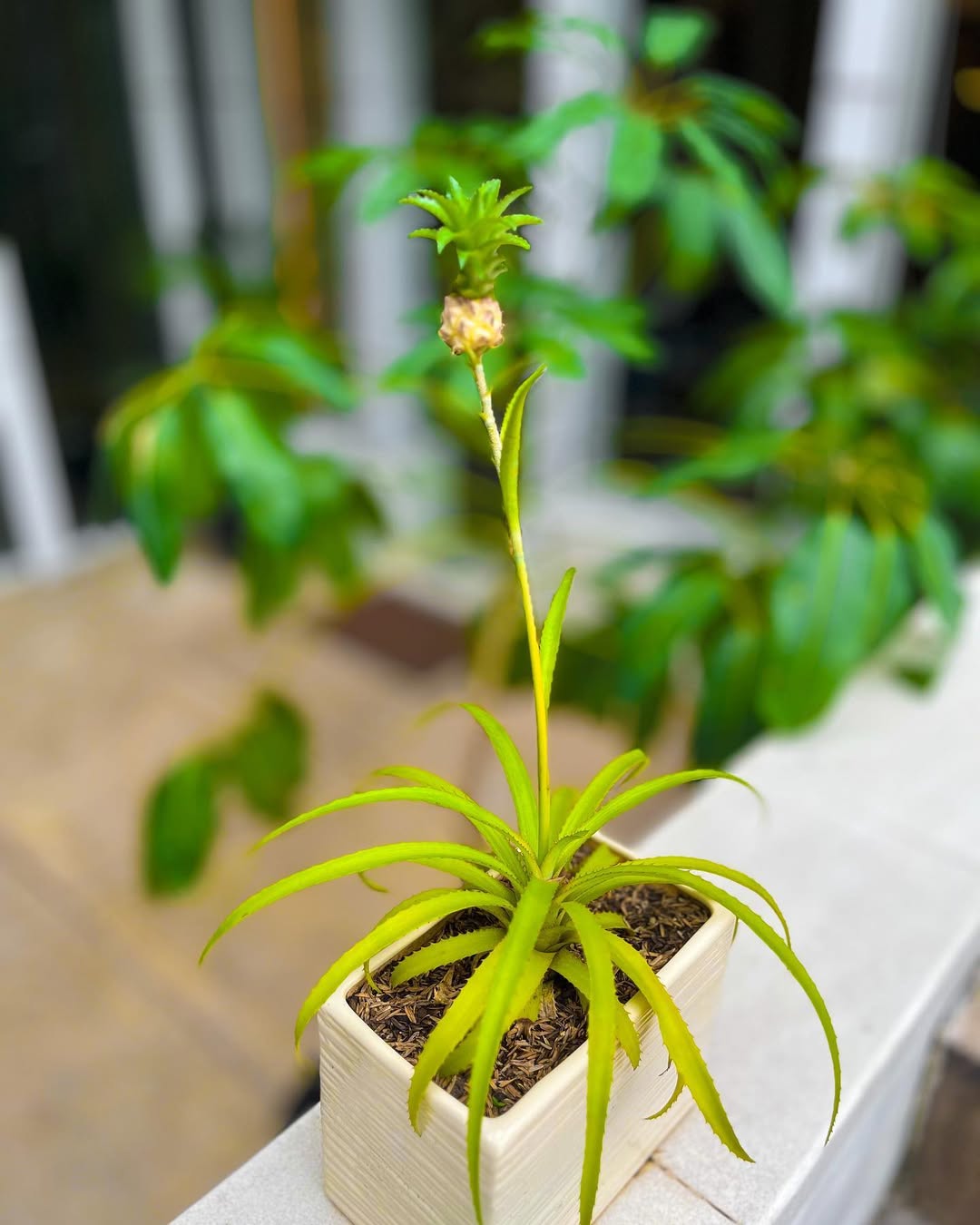 tanaman hias buah, nanas mini