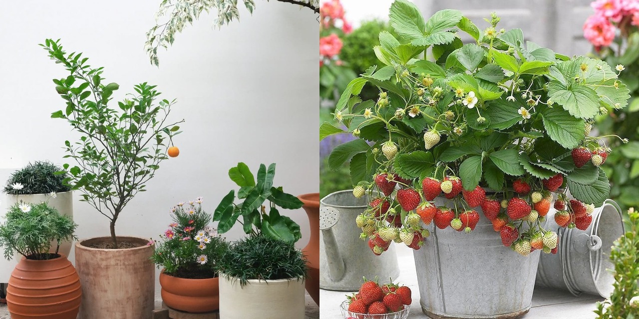 12 Jenis Tanaman Hias Buah Cantik & Mudah Dirawat