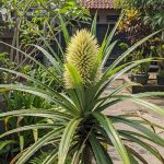 5 Jenis Bunga yang Berduri untuk Taman Rumah