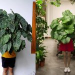 16 Tanaman Hias Daun Lebar, Cantik & Mudah Dirawat