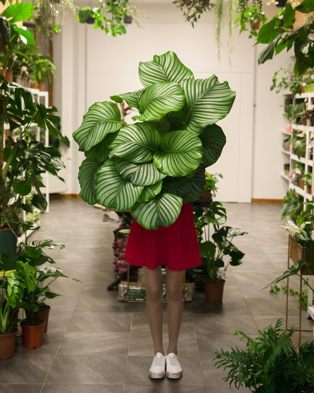 tanaman hias daun lebar bulat, calathea orbifolia tanaman hias daun lebar bulat, calathea orbifolia