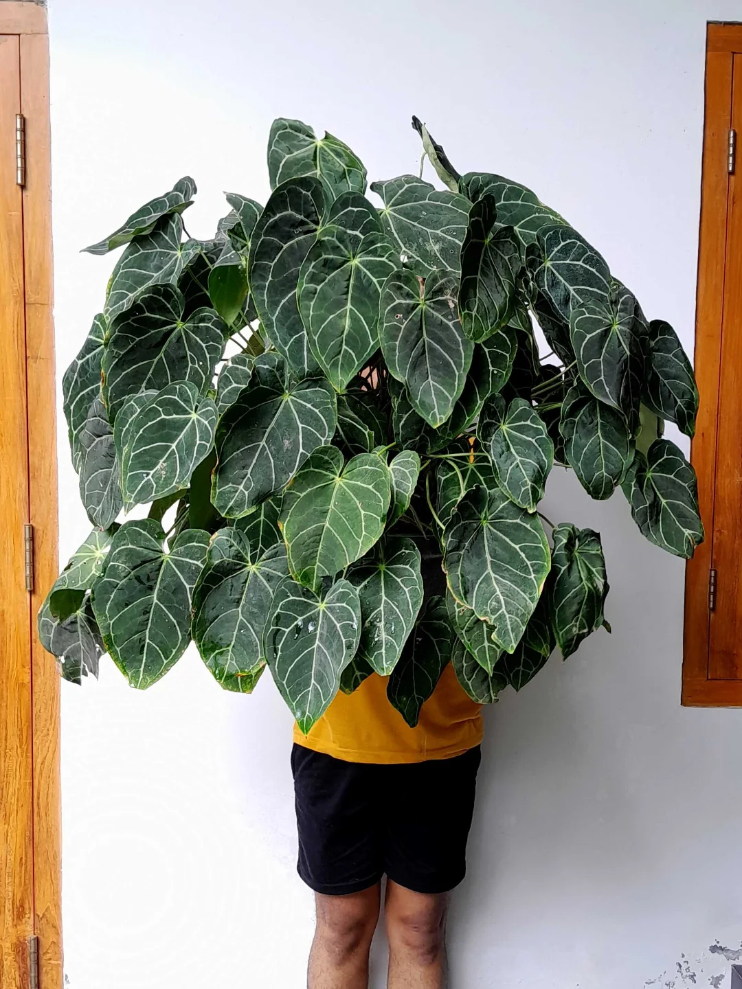 tanaman hias daun lebar hijau, kuping gajah tanaman hias daun lebar hijau, kuping gajah