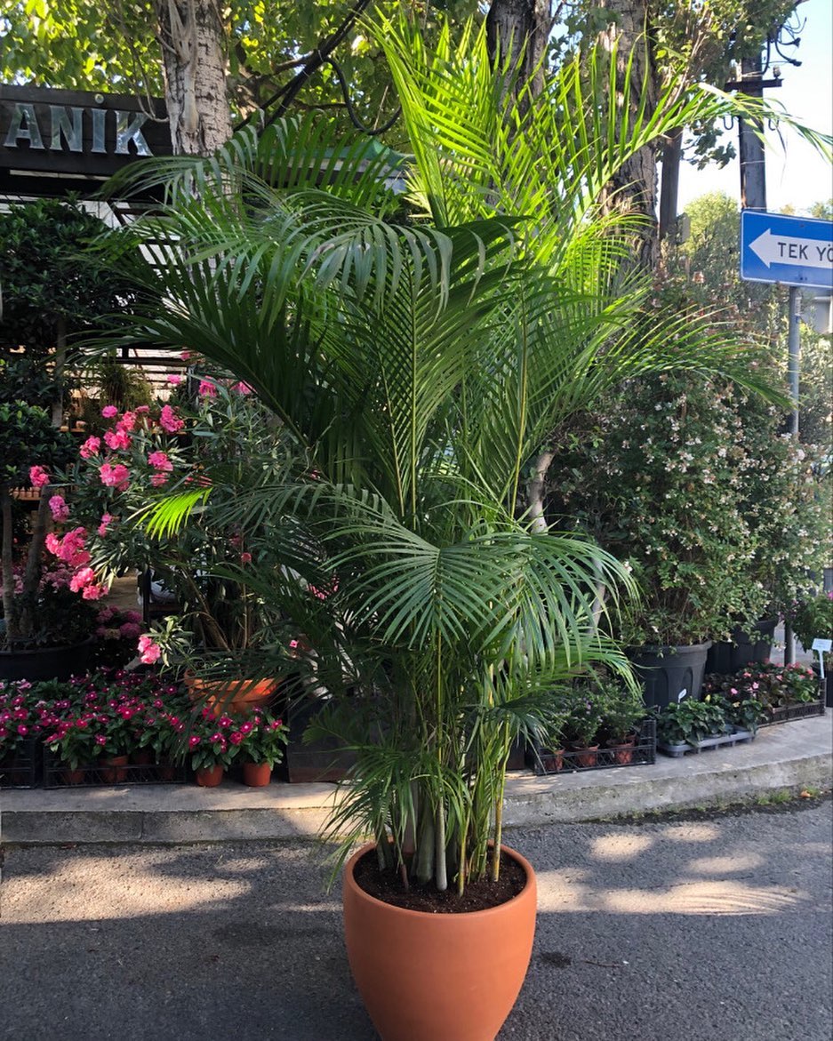 tanaman hias daun lebar outdoor, palem kuning tanaman hias daun lebar outdoor, palem kuning