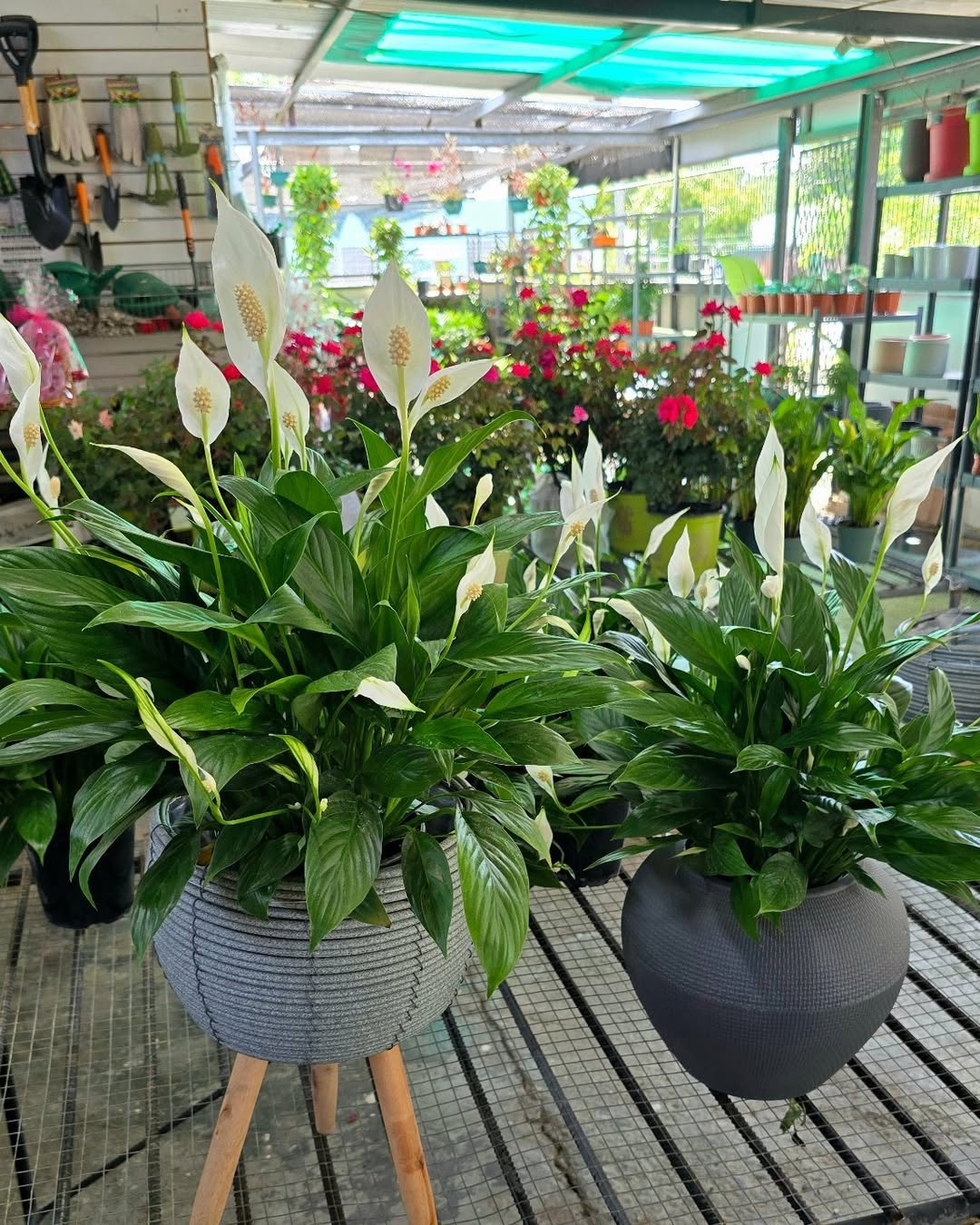 tanaman hias daun lebar panjang, peace lily tanaman hias daun lebar panjang, peace lily