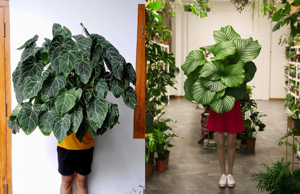 tanaman hias daun lebar tanaman hias daun lebar