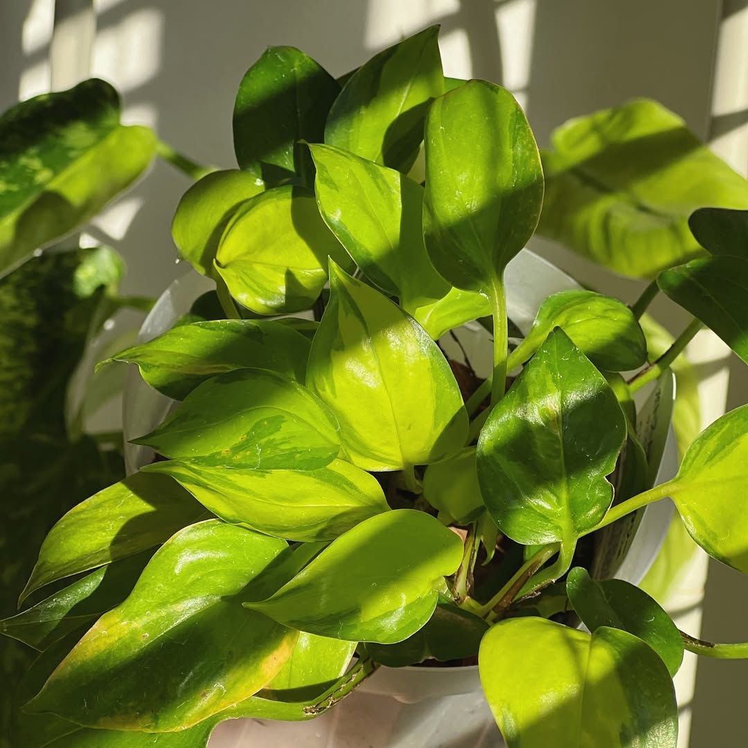 tanaman hias daun outdoor gantung, sirih gading tanaman hias daun outdoor gantung, sirih gading