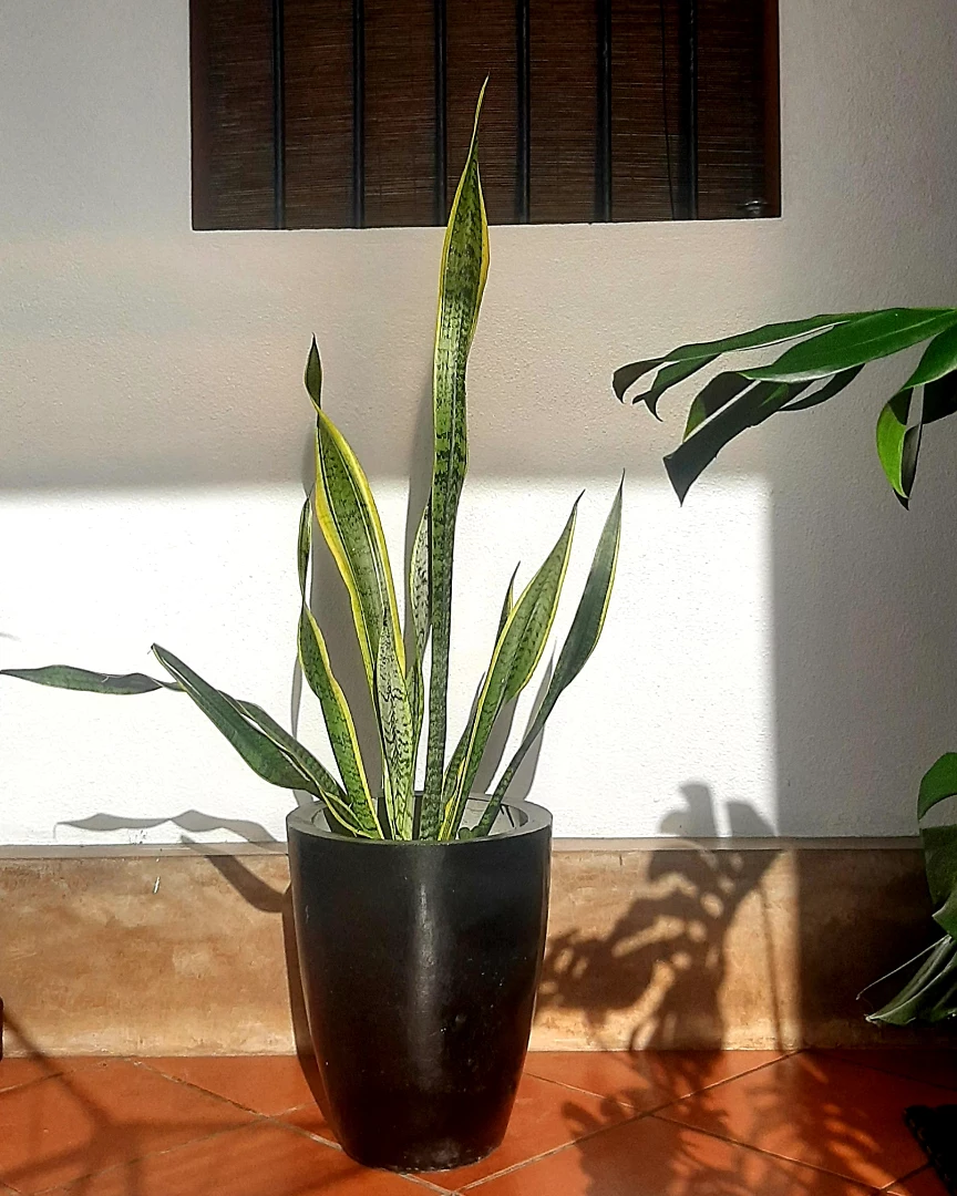 tanaman hias daun outdoor, lidah mertua tanaman hias daun outdoor, lidah mertua